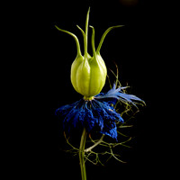 Nigella 1