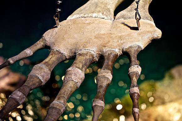 North Atlantic Right Whale skeleton