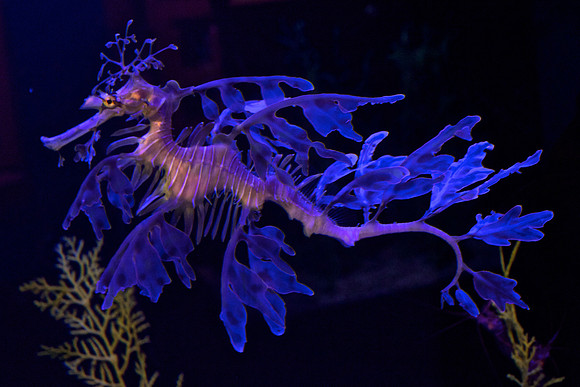 Leafy Seadragon