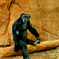 Honolulu Chimp