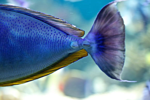 Sugeonfish (1)