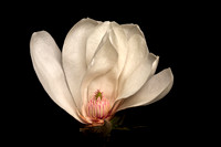 Lincoln Magnolia