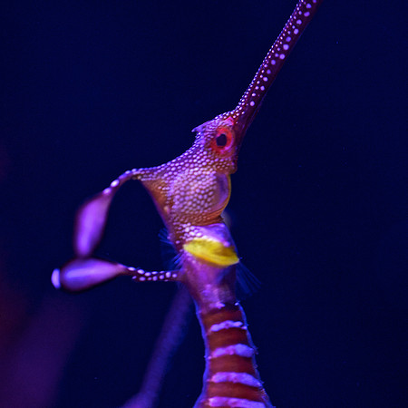 Weedy Seadragon - Phyllopteryx taeniolatus 4