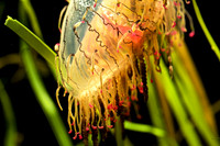 Flower Hat Jelly (1)