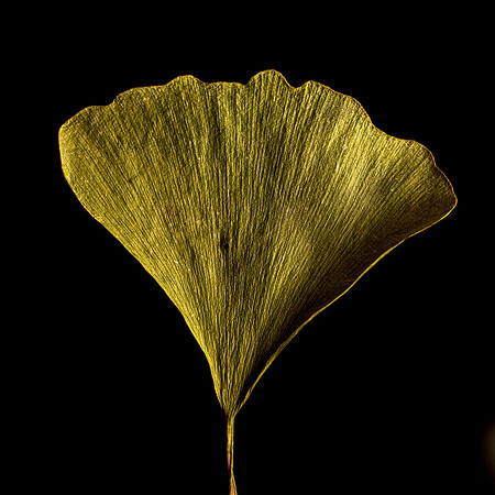 Ginko