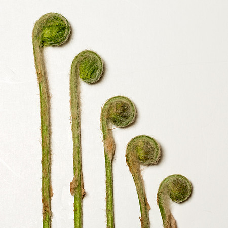 Botanicals-2