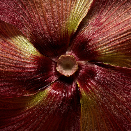 Wilted Hibiscus
