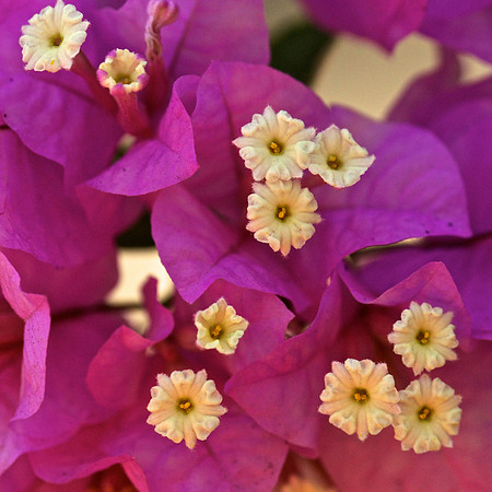 Bougainvillea