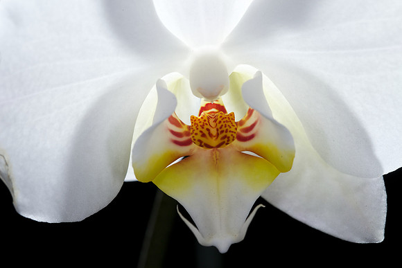 Orchid