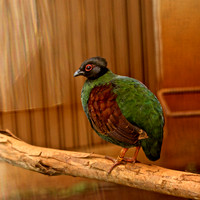 Crested Wood Partridge