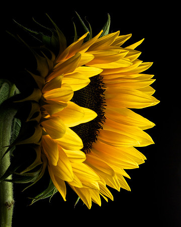 Sunflower (2)