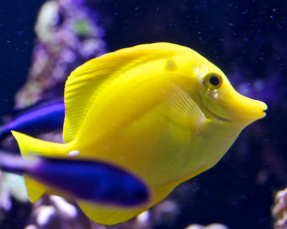 Yellow Tang