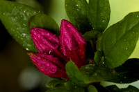 Azalea