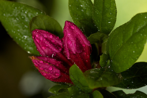 Azalea
