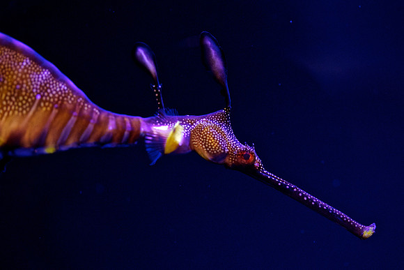 Weedy Seadragon - Phyllopteryx taeniolatus 8