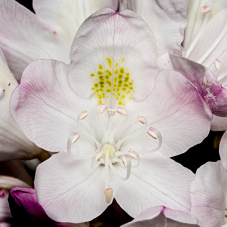 Maxi Rhodi