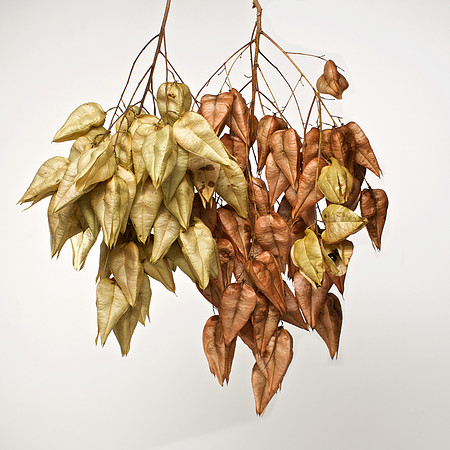 Golden Rain Tree Pods (Koelreuteria paniculata)