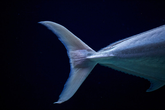 Scripps Aquarium (13)