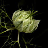 Nigella 2