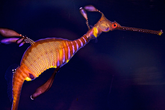 Weedy Seadragon - Phyllopteryx taeniolatus