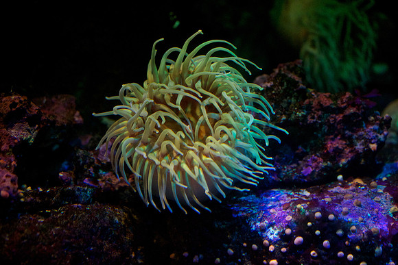 Sea Anemone