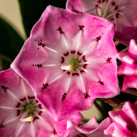 Kalmia-2