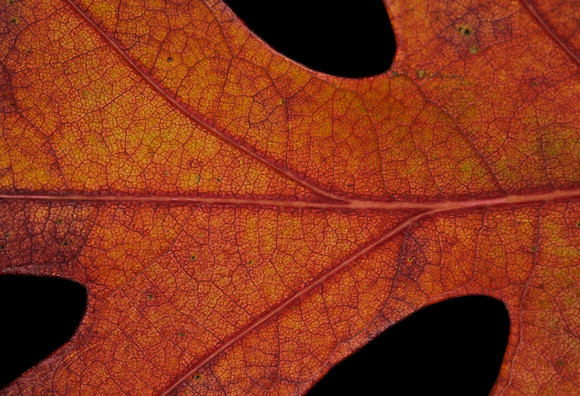 Fall Foliage-  Oak