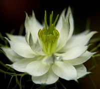 Nigella 4
