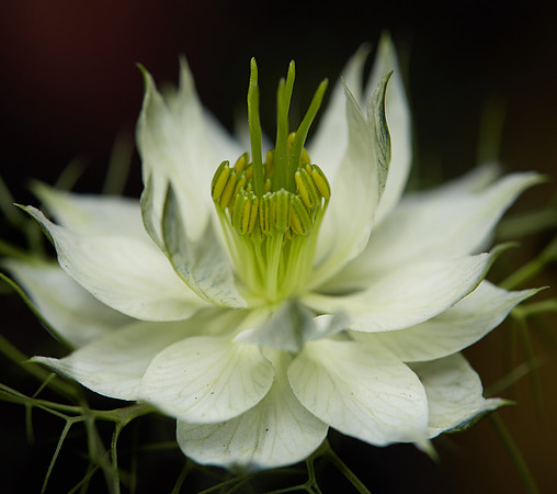 Nigella 4
