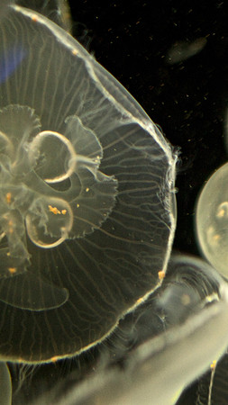 Aurelia Aurita European Moon Jelly (1)