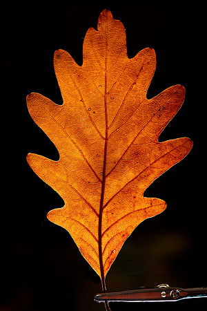 Oak