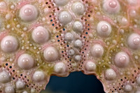 Sea Urchin