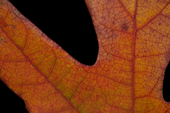 Fall Foliage-  Oak (3)