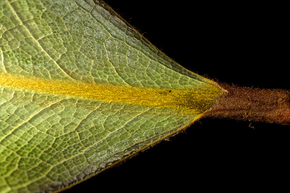 Magnolia _Leaf