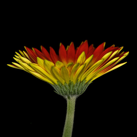 Gerbera