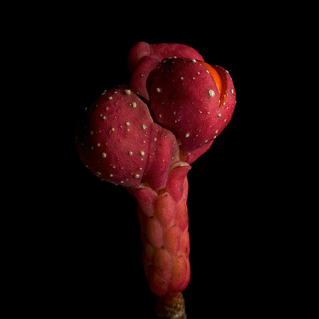 Magnolia Fruit