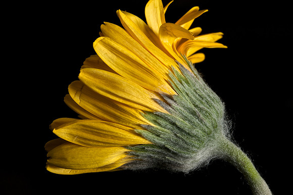 Gerber Daisy