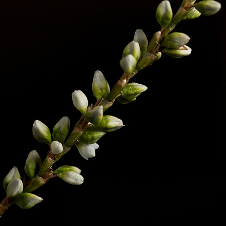Sudbury River Plant