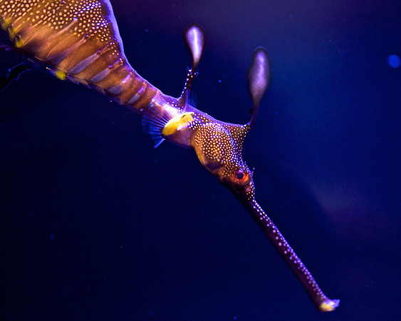 Weedy Seadragon - Phyllopteryx taeniolatus 7