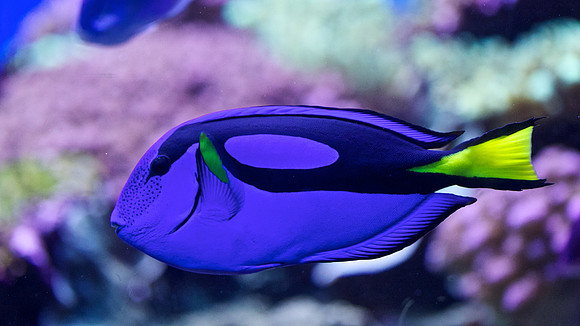 Scripps Aquarium (17)