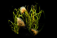 Flower Hat Jelly