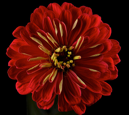 Blue Heron Zinnia
