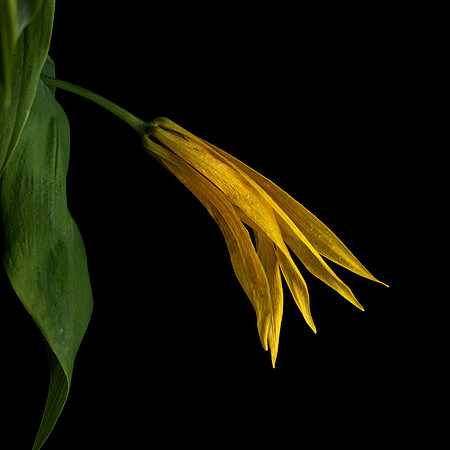 Uvularia Perfoliata