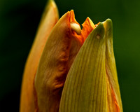 Day Lily