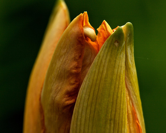 Day Lily