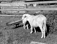 Lincoln Farm