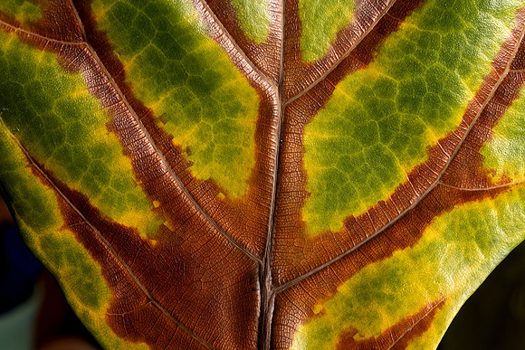 Leaf