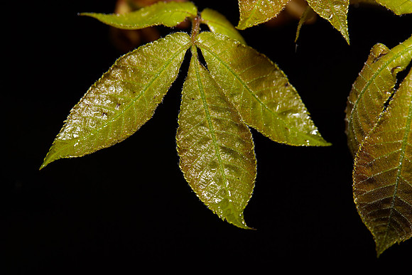 Hickory 3