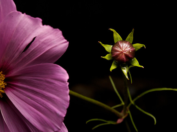 Cosmo Bud