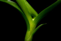 Dendrobium